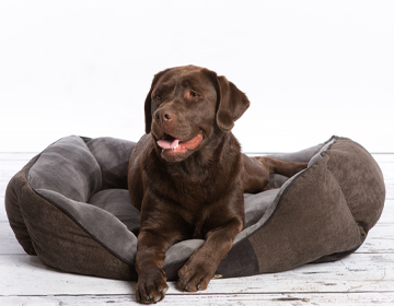 Hundebetten