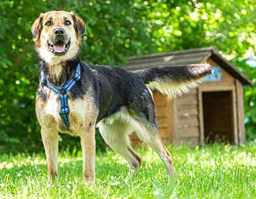 Hundehtten