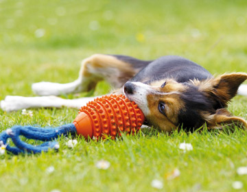Hundespielzeug