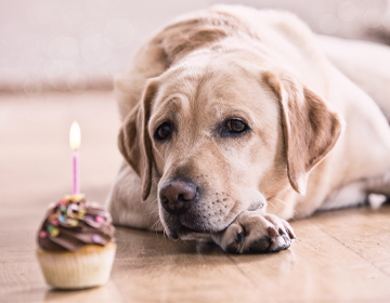 Geschenke fr Hunde
