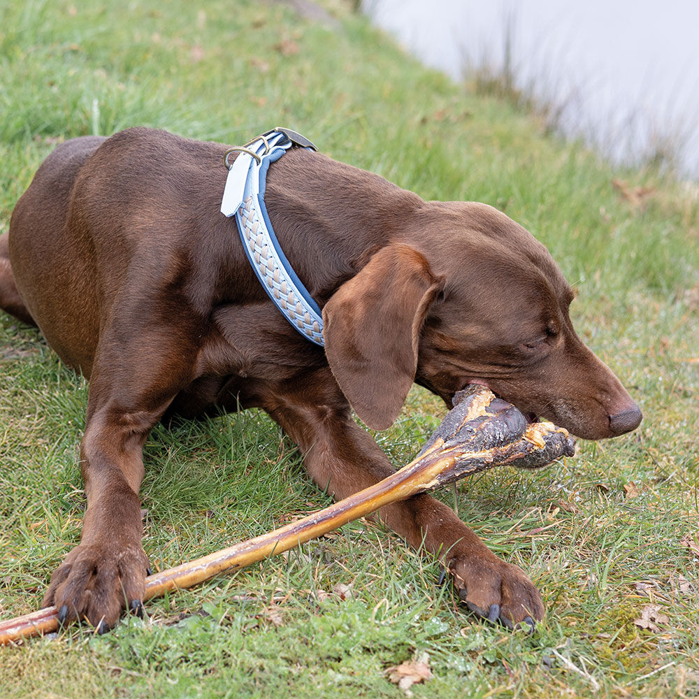 Schecker Hundesnack Ochsenziemer mit Fleischkeule XL Bild 3