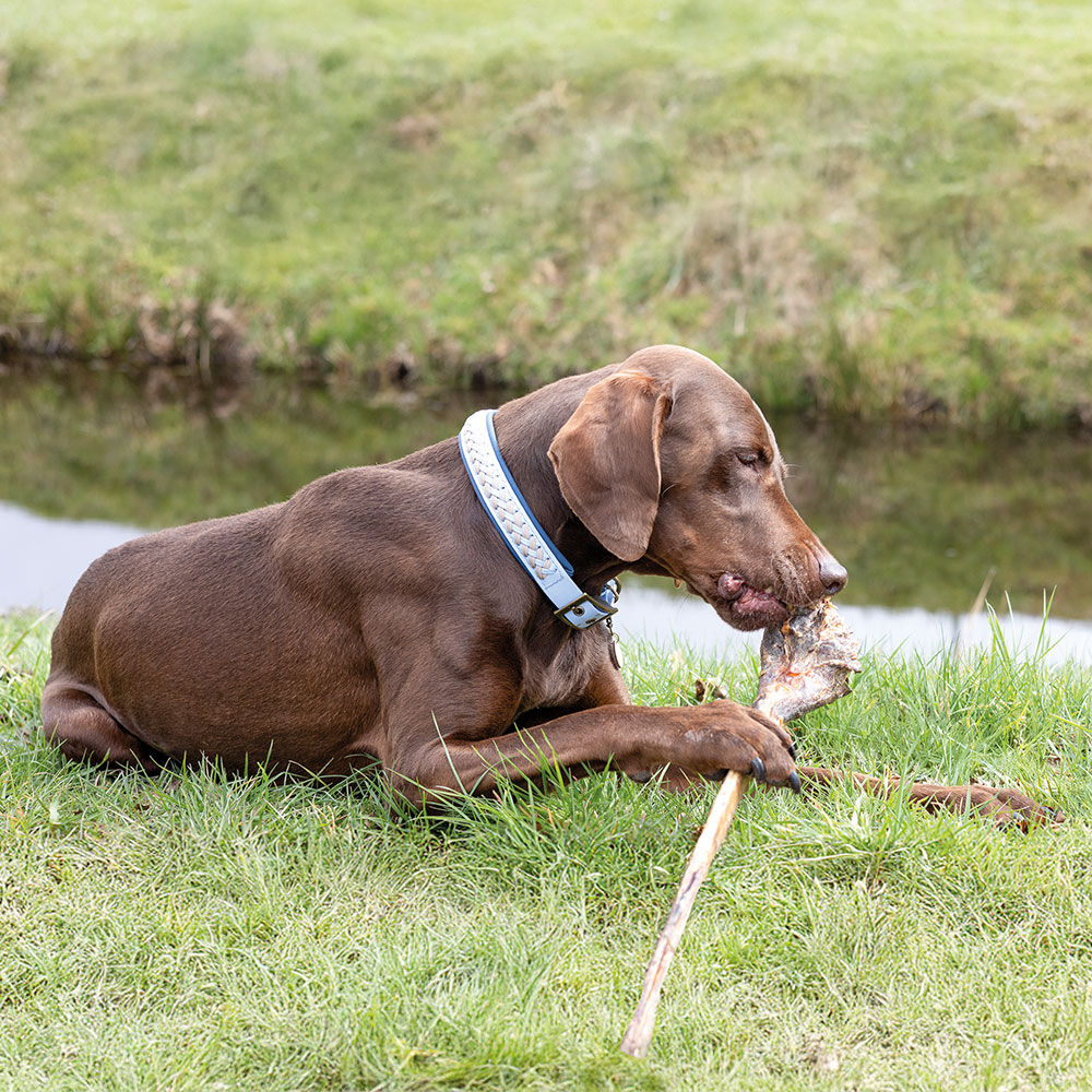 Schecker Hundesnack Ochsenziemer mit Fleischkeule XL Bild 4