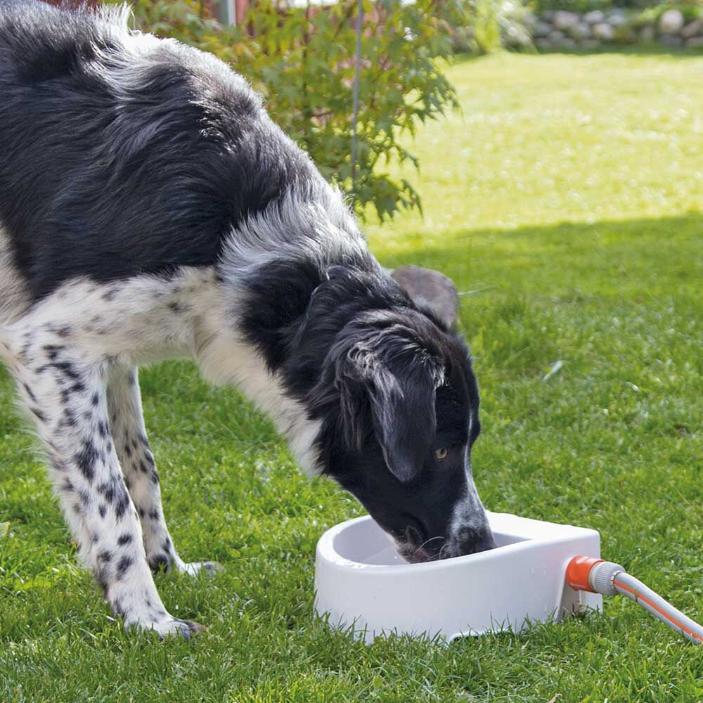 Hunde-Gartentrnke Bild 3