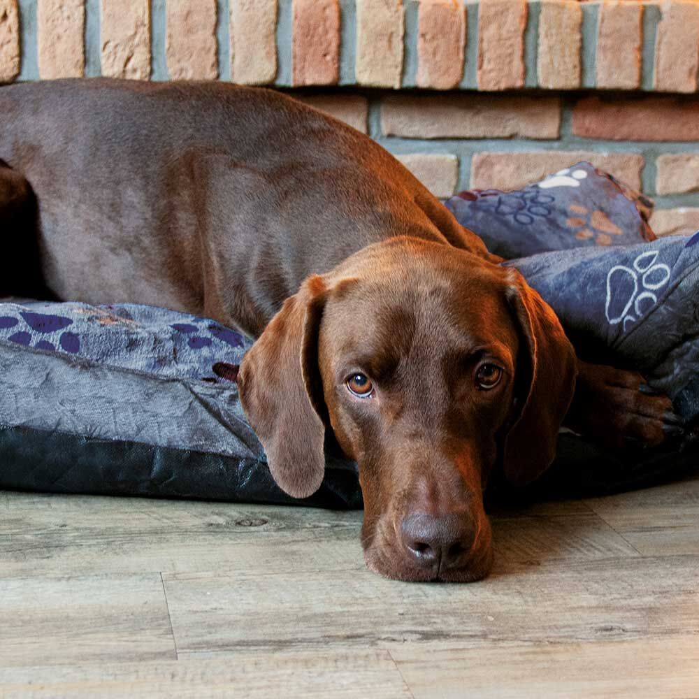 Nobby Komfortkissen Lissi, Farbe: Dunkelgrau Bild 4