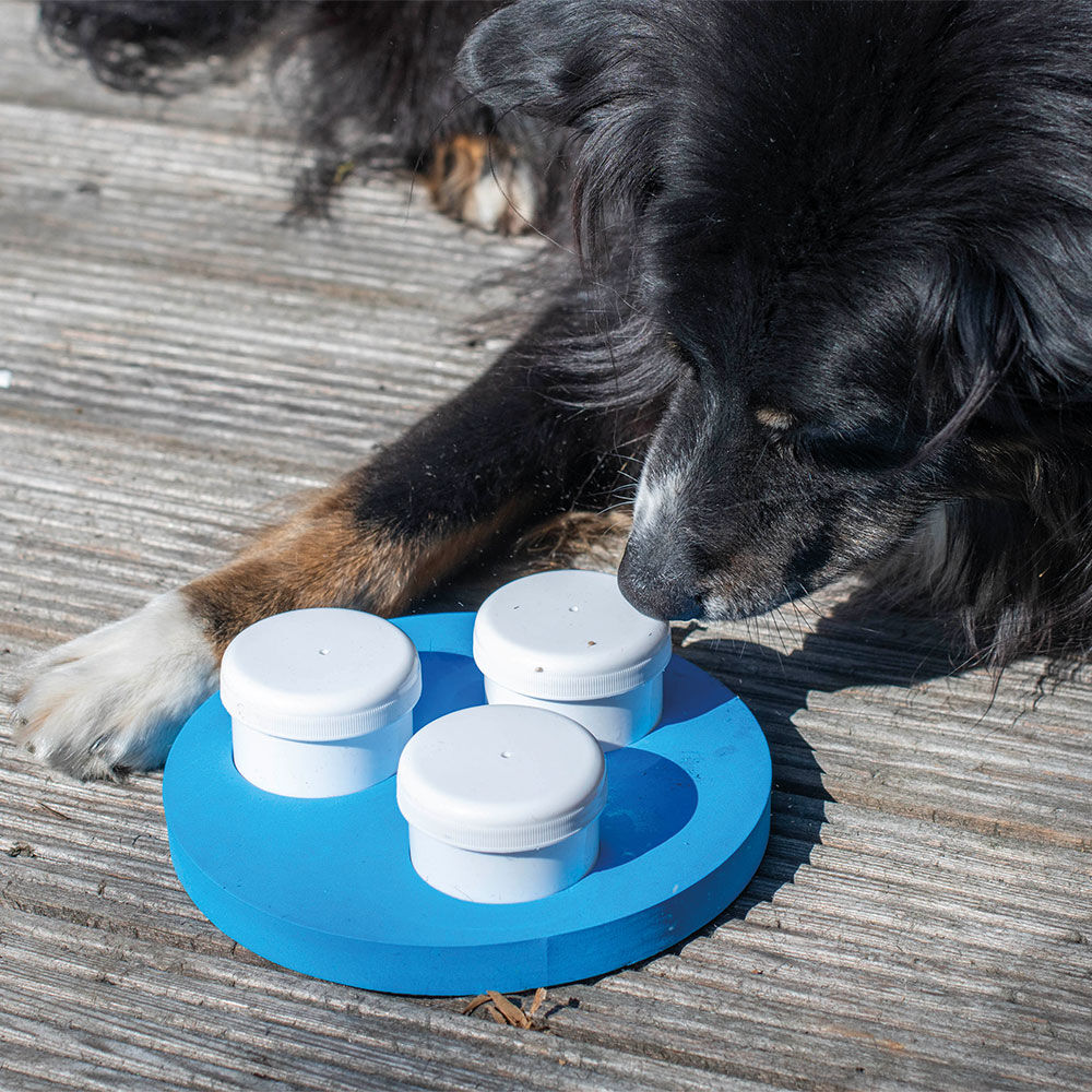 Hunde-Schnffeltrainer Disk Bild 2
