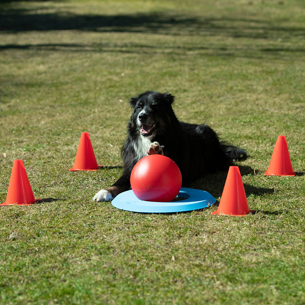 Hunde-Golf (Doggie-Golf Basis Set) Bild 3