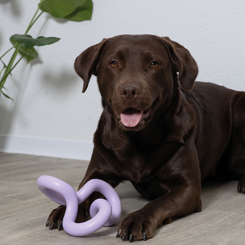 Coockoo Hundespielzeug Bild 4
