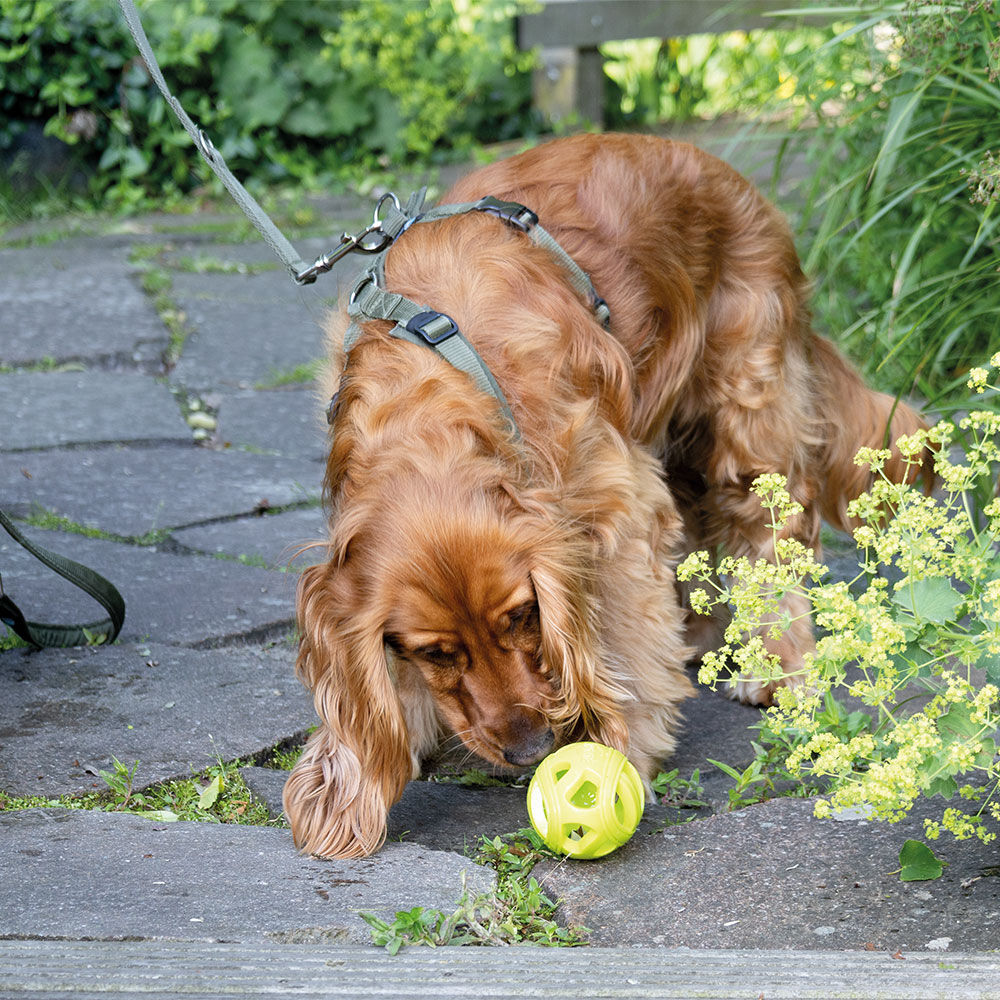 Trixie Hundespielzeug Wabenball / Wabenrugby Bild 3