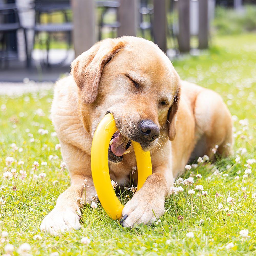 Beeztees Hundespielzeug Apportino Bild 2