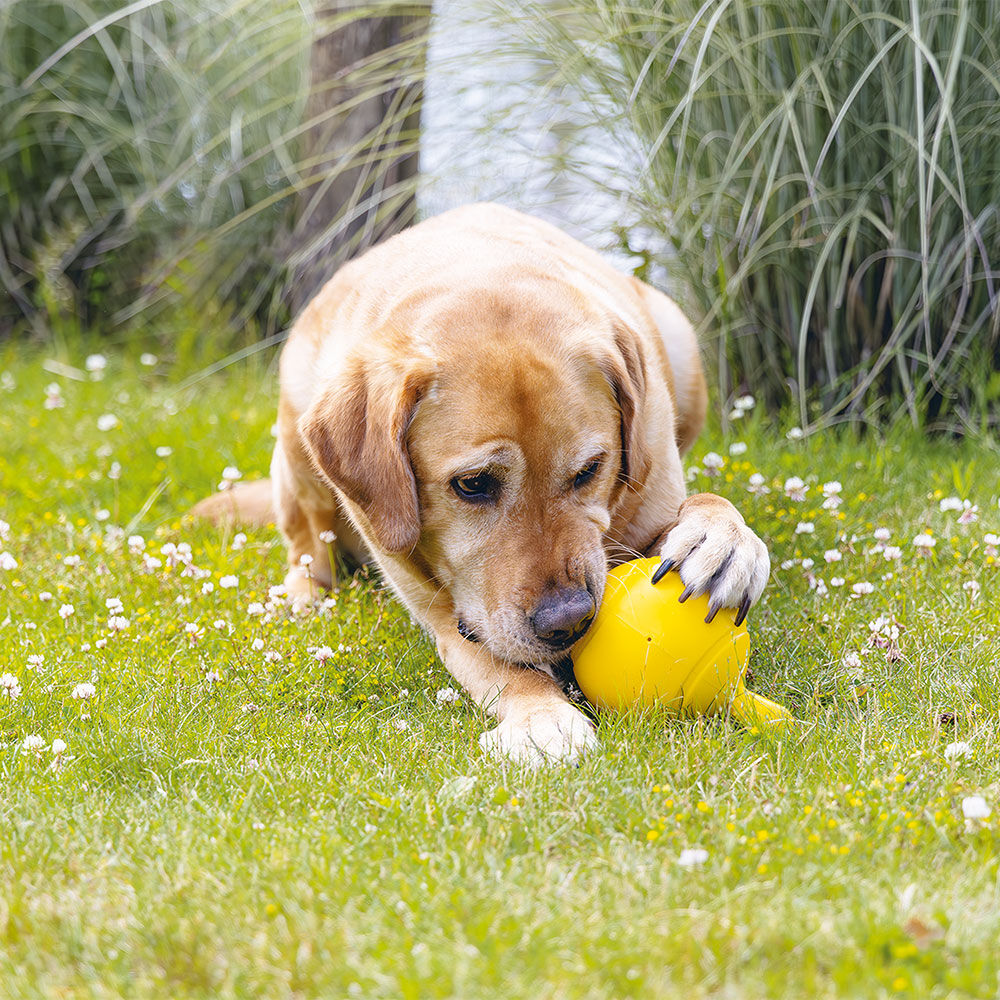 Beeztees Hundespielzeug Apportino Bild 3