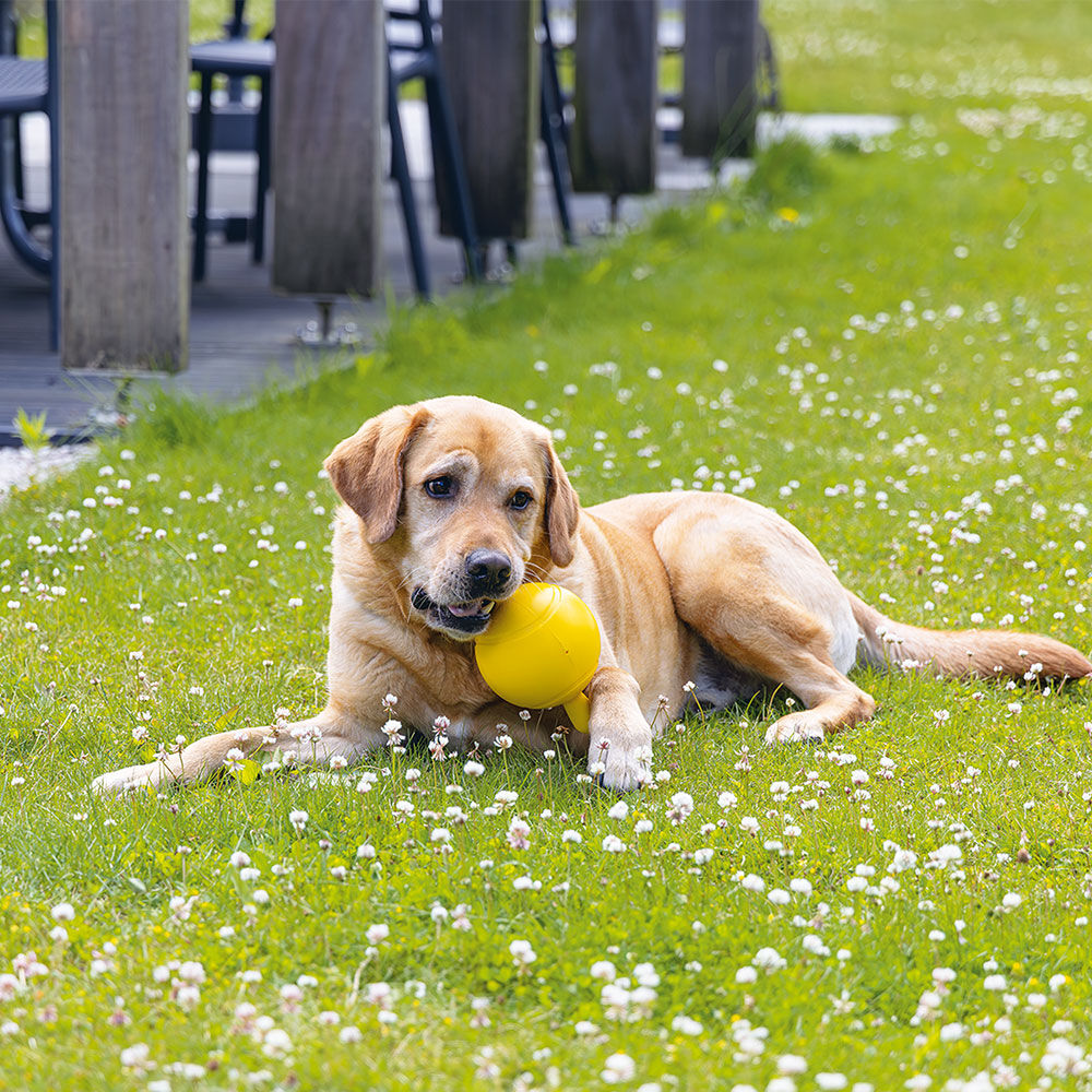 Beeztees Hundespielzeug Apportino Bild 4