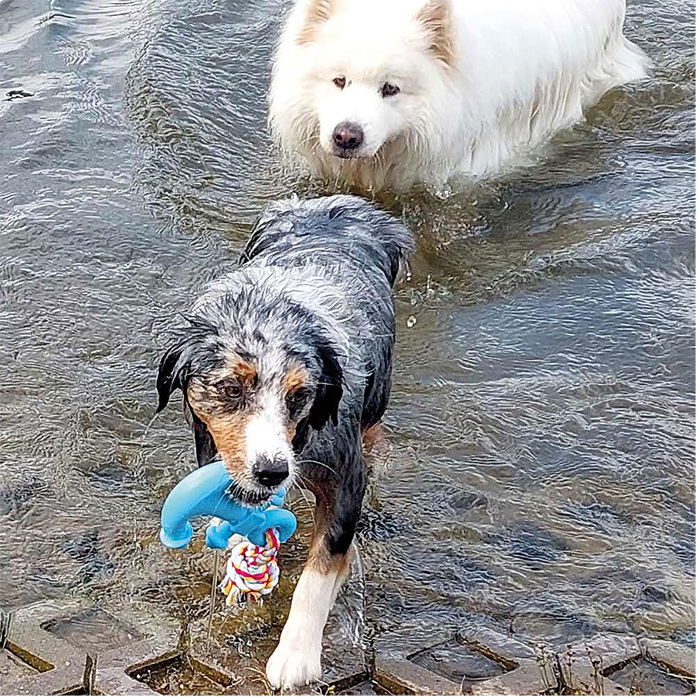 Nobby Hunde-Wasserspielzeug Anker mit Seil Bild 5