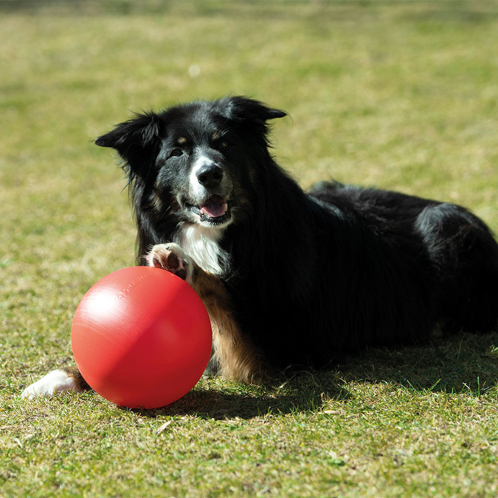 Procyon Treibball Bild 3
