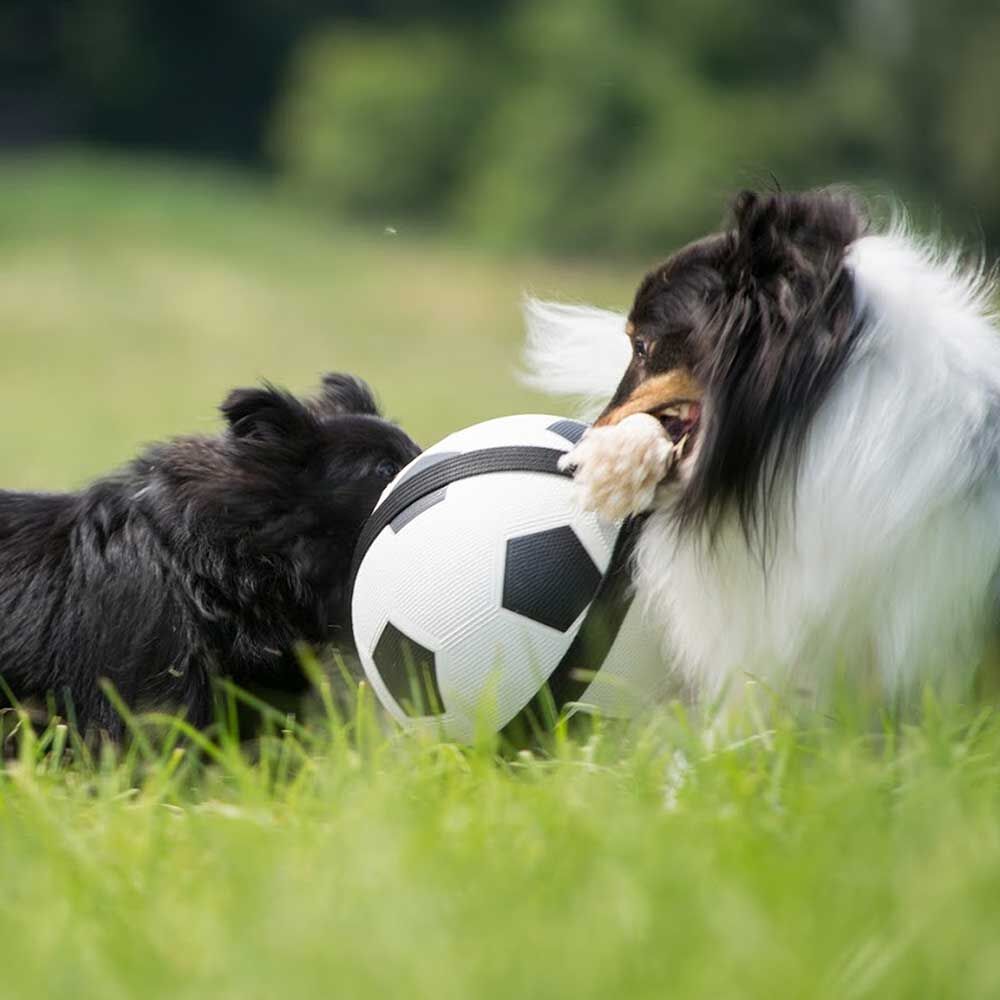 Hunde-Fußball mit Greifseilen - Das Original - Bild 2