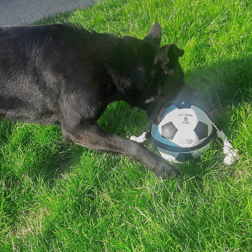 Hunde-Fuball mit Greifseilen - Das Original - Bild 3