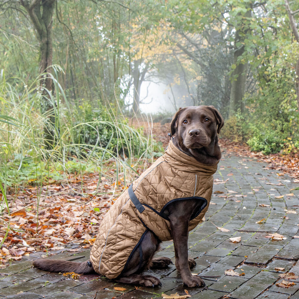 Nobby Hundemantel YAKA Bild 3