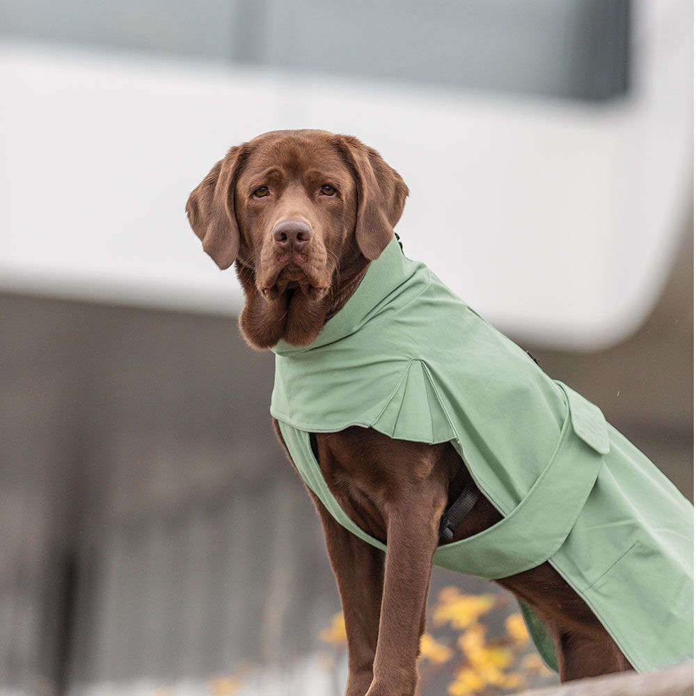 Trixie Hunde-Regenmantel CityStyle Dublin kaufen bei Schecker.de