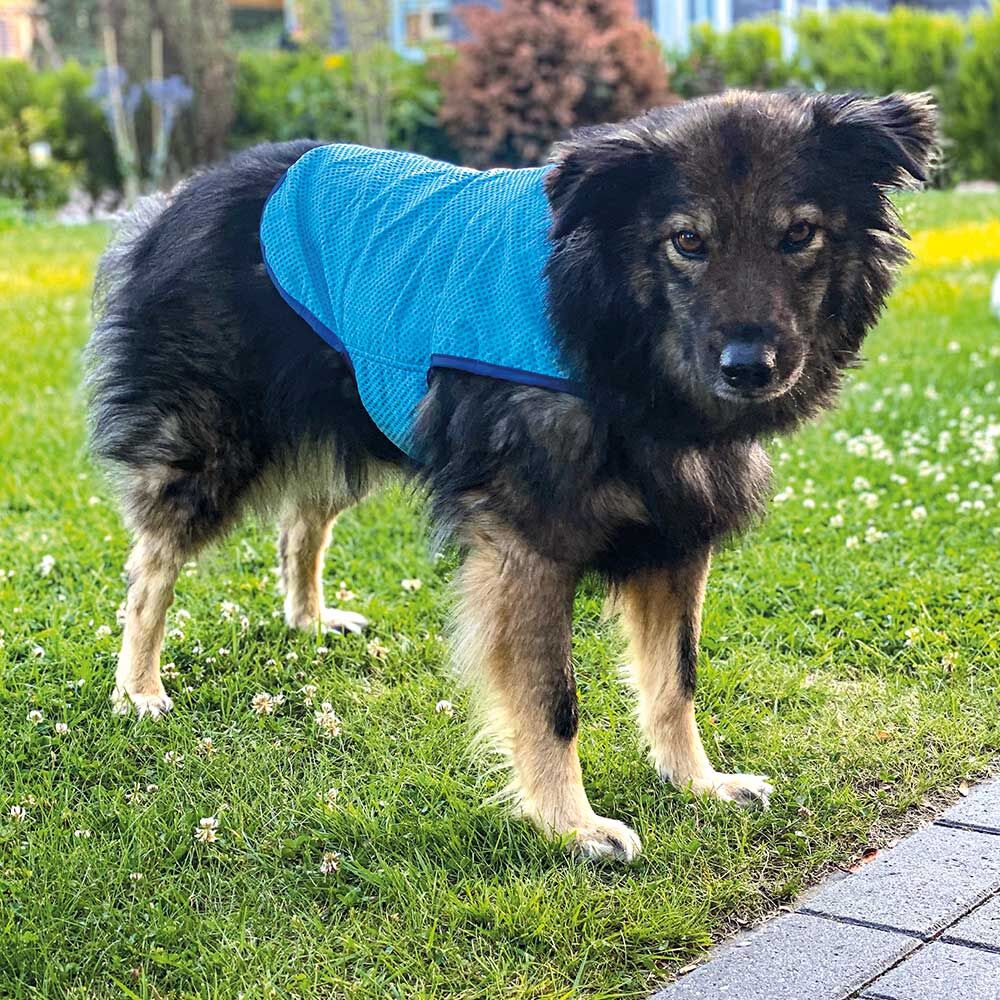 Nobby Hunde-Khljacke Light Bild 5