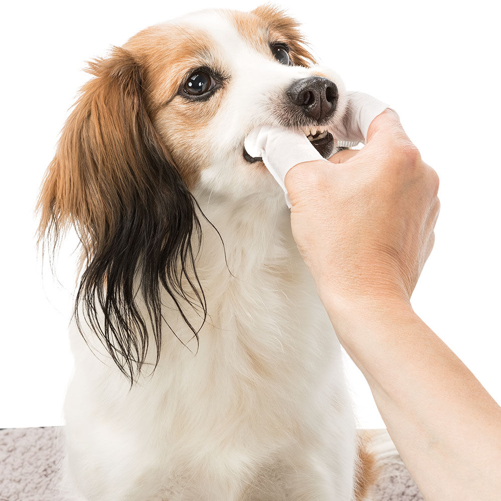 Zahnpflege-Fingerlinge für Hunde Bild 3