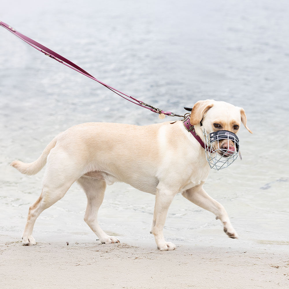 CHOPO Drahtmaulkorb Bild 4