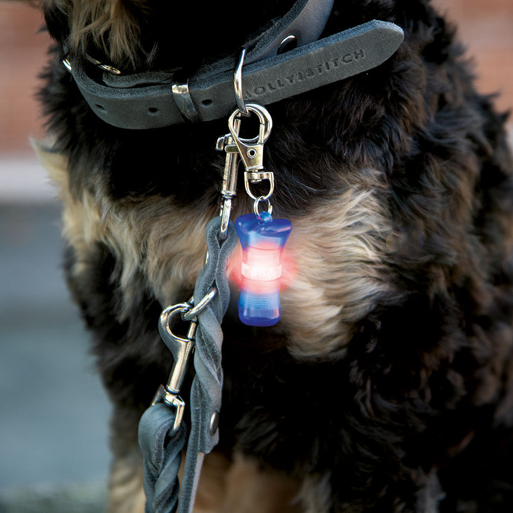 Schwimmfhiger Flasher fr Hunde Bild 2
