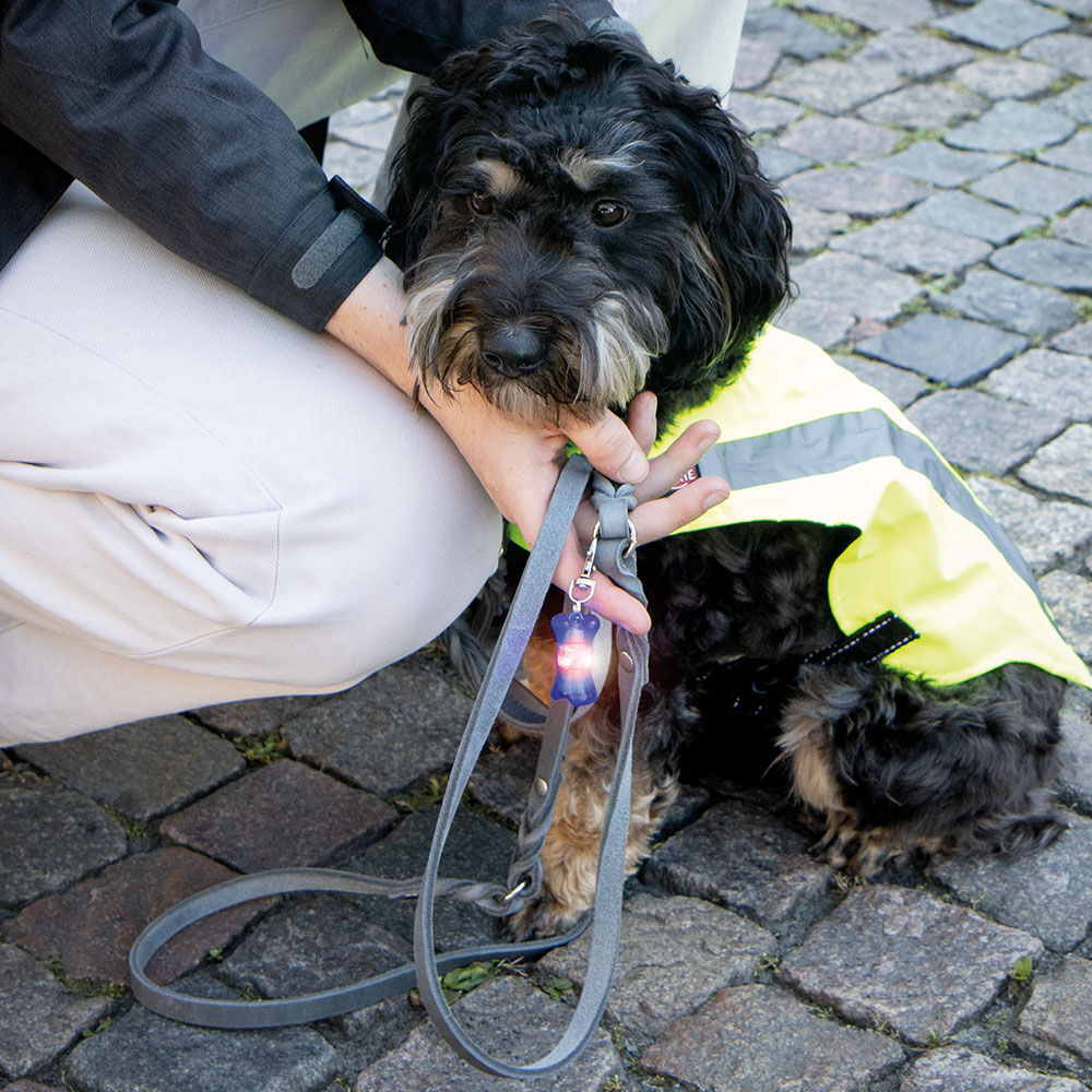 Schwimmfhiger Flasher fr Hunde Bild 4