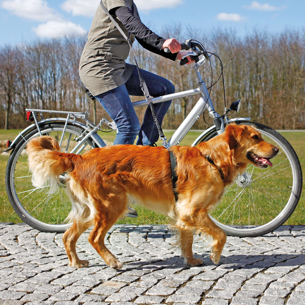 Fahrrad- und Joggingleine, schwarz Bild 2