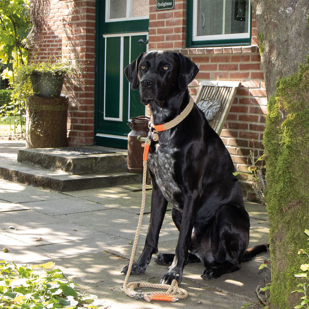 Hamburg Dogs Hundehalsband Bootsmann Syltschnalle Bild 4