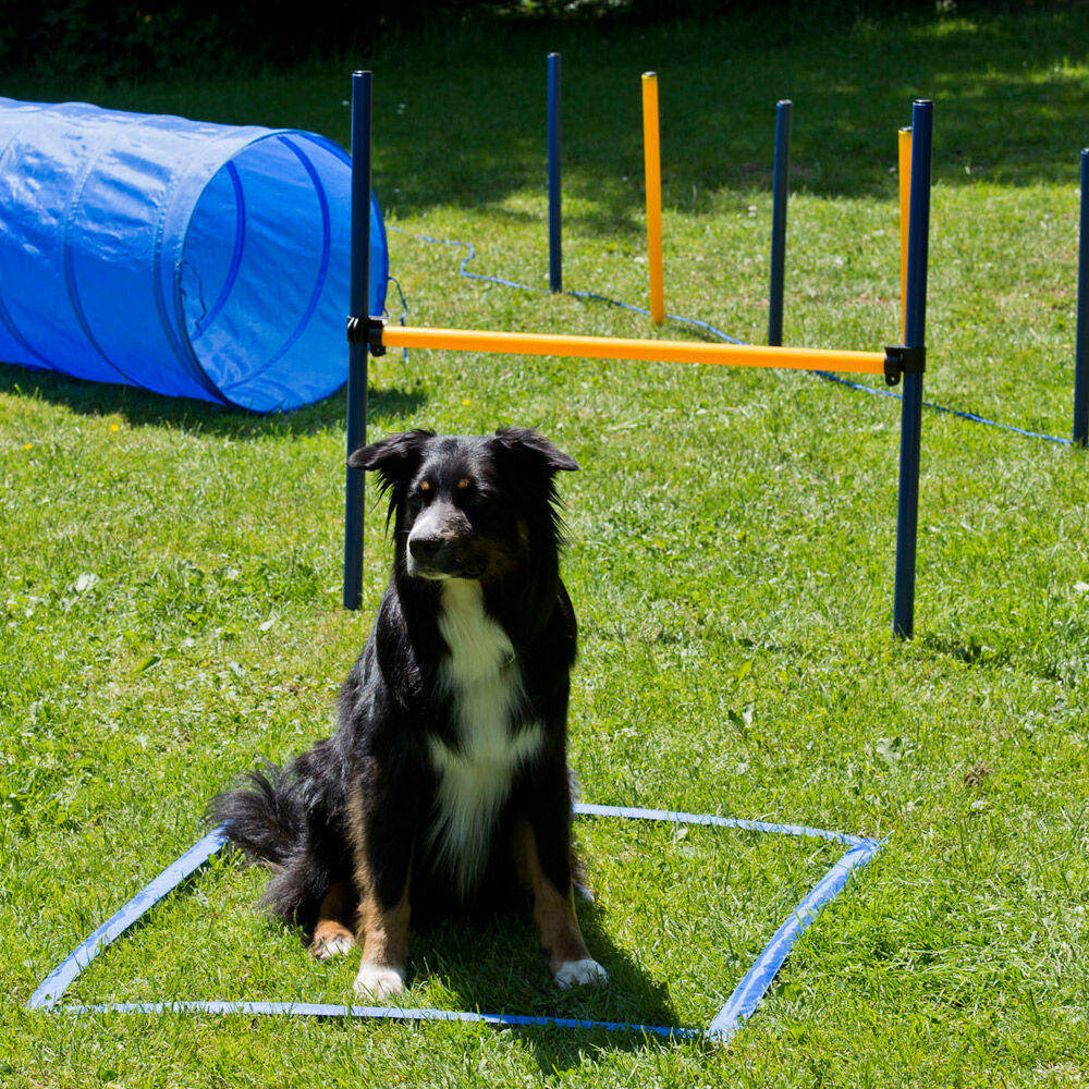 Procyon Dog Agility Starter-Set Bild 2