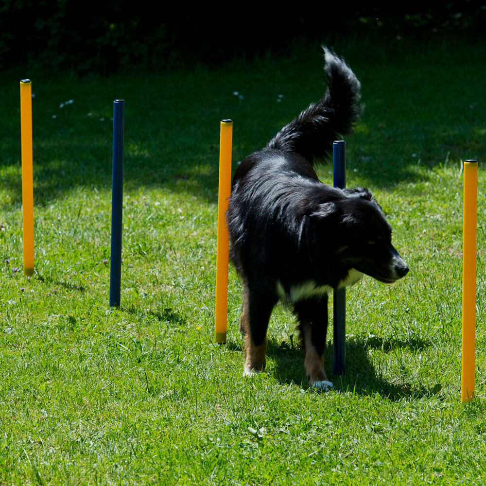 Procyon Dog Agility Starter-Set Bild 4