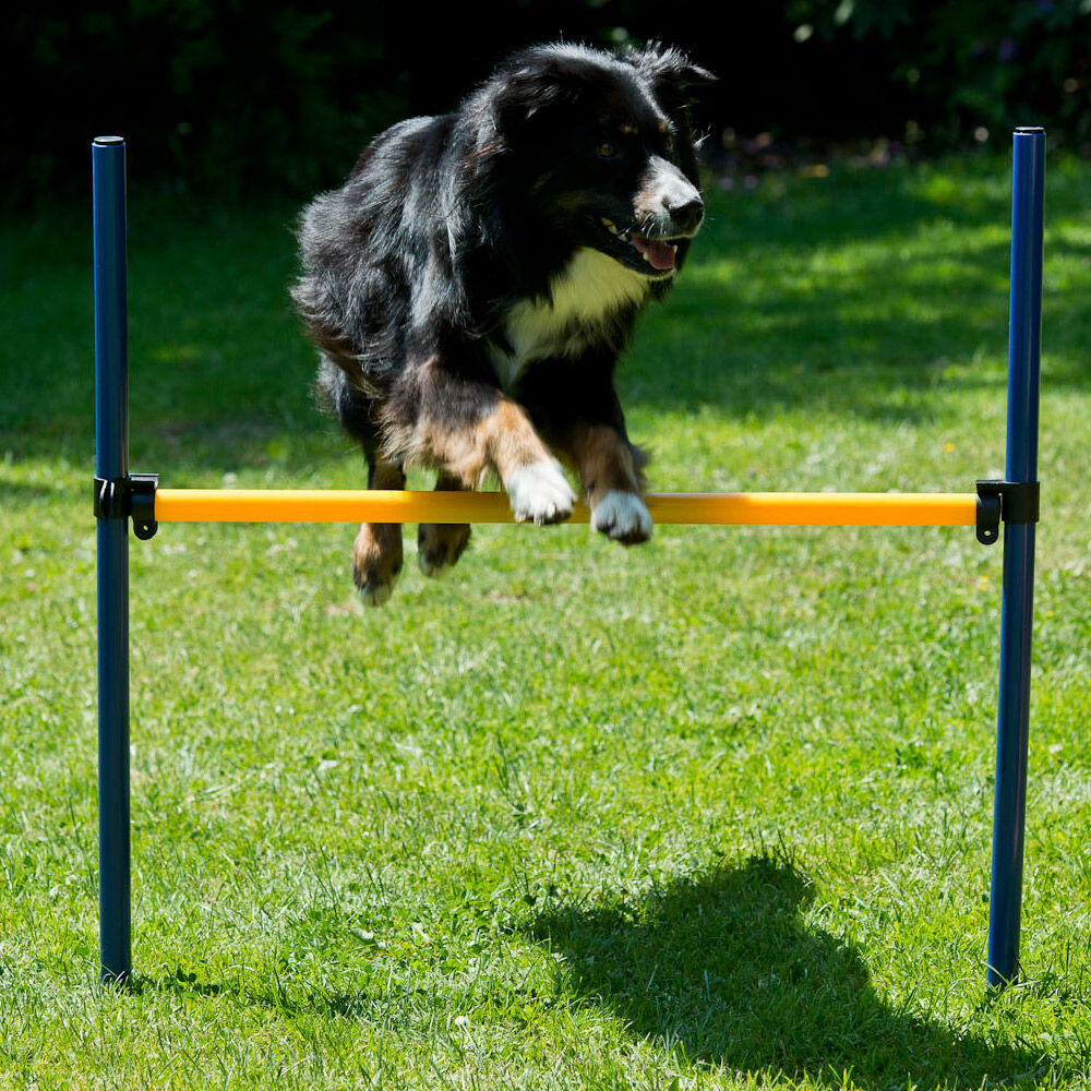 Dog Agility Starter-Set Bild 5