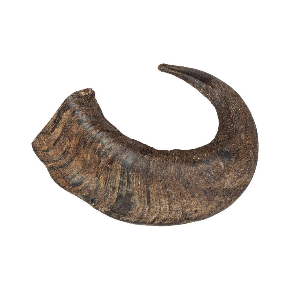 Bffel-Kauhorn