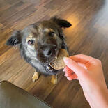 SET Chipies - Krosse fleischige Chips-Taler für Hunde