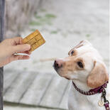 RiNa Hundekuchen MINERAL MAGIC oder BEE BOOSTER