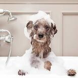 Groomers Secret Pflegeshampoo Roses