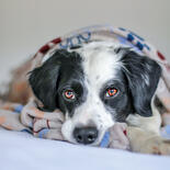 Nobby Hundedecke Lissi