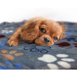 Nobby Hundedecke Lissi