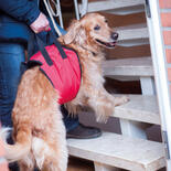 Hunde-Tragehilfe Helping Harness