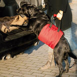 Hunde-Tragehilfe Helping Harness
