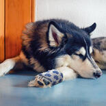 Hunde-Bandage mit Wundauflage