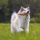 ChuckIt Ultra Fetch Stick