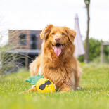 Hundespielzeug Ananas