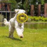 Beeztees Fetch Hundefrisbee Tof