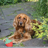 Nobby Hunde-Khlspielzeug Freezed Fruit