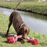 FREEDOG MaxiBone Hunde-Spieltau