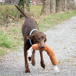 Beeztees Hundespielzeug BBQ Wurst mit Seil