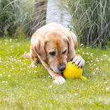 Beeztees Hundespielzeug Apportino