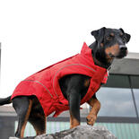 DogBite Hunde-Softshelljacke