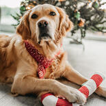 Weihnachtsschal fr Hunde