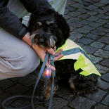 Trixie Hunde-Sicherheitsweste Neongelb